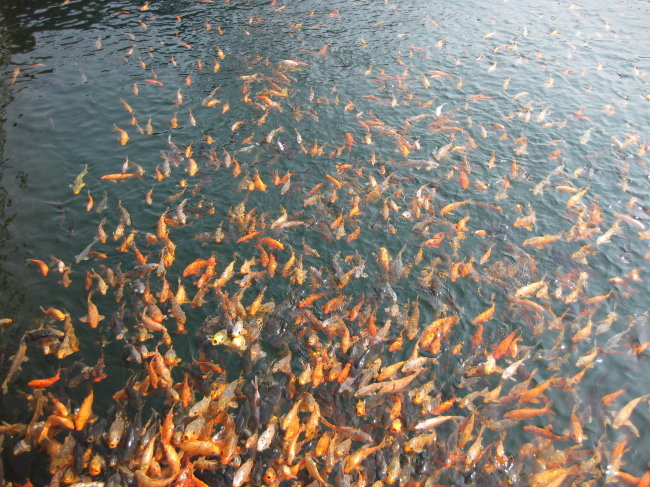 千岛湖之鱼高清图片免费下载_jpg格式_3648像