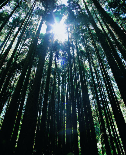 竹子 竹林 毛竹林高清图片免费下载_jpg格式_1