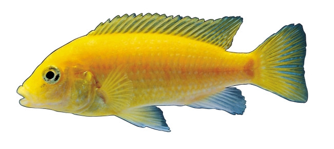 鱼 水中鱼 鱼 鱼跃 鱼类 鱼类笔刷高清图片免费