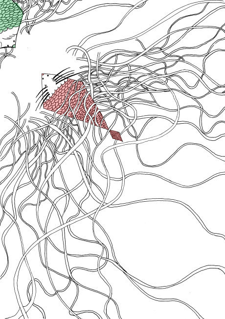 两只鱼的距离高清图片免费下载_jpg格式_371