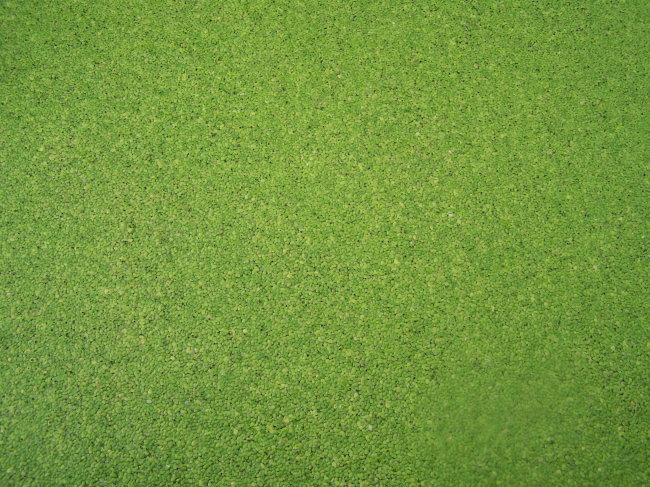 高清晰 绿藻 浮萍高清图片免费下载_jpg格式_2