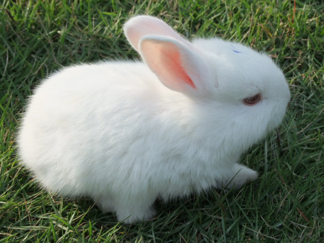 白兔 草地 草地上的小白兔高清图片免费下载_