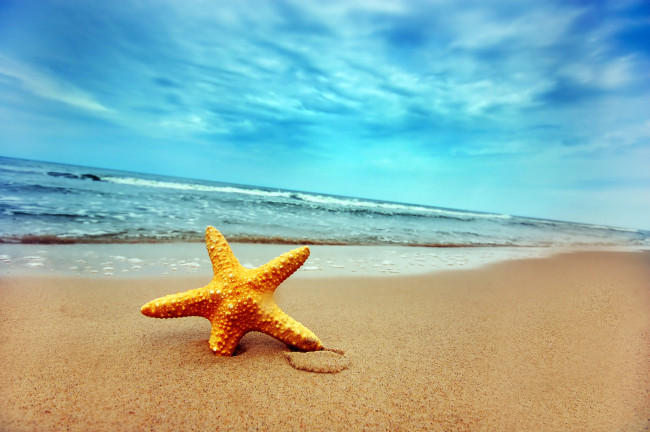 海滩星星高清图片免费下载_jpg格式_3008像素