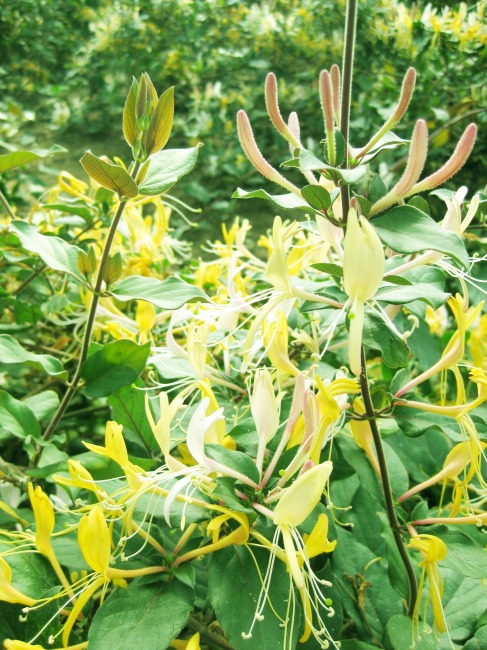 金银花图片免费下载 背景图片花金银花绿色植物药材 绿色植物 金银花