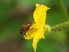 紫花 黑蜜蜂图片高清图片免费下载_jpg格式_编