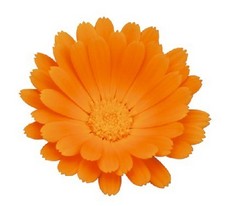 金盏花图片免费下载_金盏花素材_金盏花模板