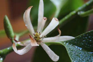 【黄角兰】图片免费下载_黄角兰素材_黄角兰