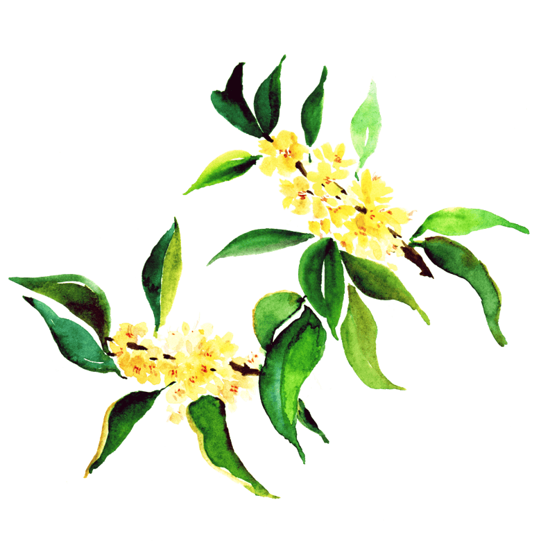 黄色的桂花手绘插画模板免费下载_psd格式_2000像素_编号33299491