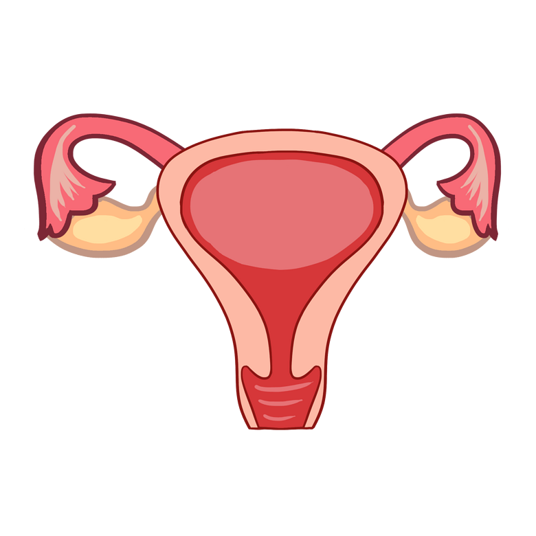 人体器官膀胱插画模板免费下载_psd格式_300