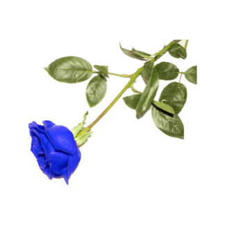 蓝色妖姬电视剧免费 35b4797fdb45bd11680b4f60d0c993c1.png!qt324