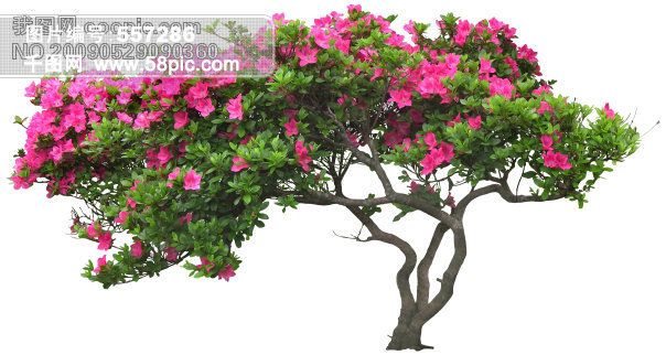 红五图库花图片矢量图免费下载_jpg格式_365