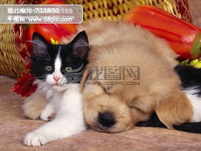 动物狗装饰设计图片免费下载