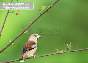 58PIC_vipvip_20080829021122ce27e76133eec3806.jpg!qt290