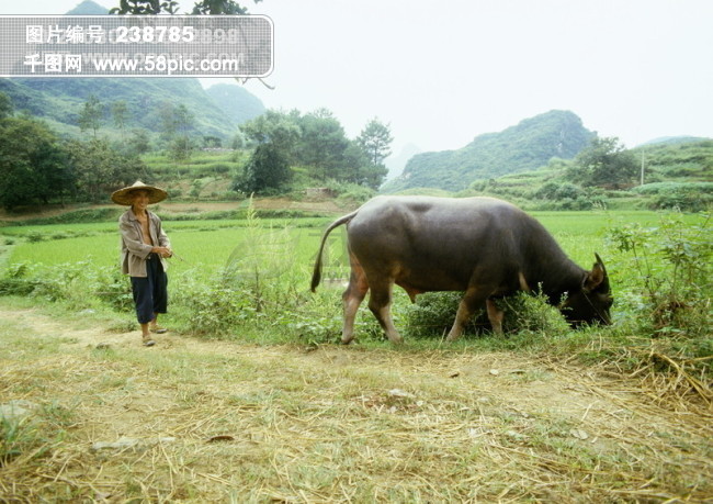 农村 乡村 农民 牛 放牛 耕牛 乡间 风景 质朴 淳