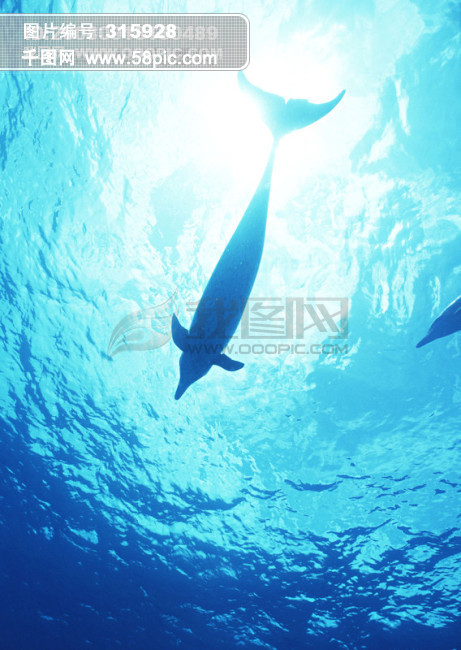 58PIC_vipvip_20080918180443ddcbbf9278357f69263.jpg!qt780