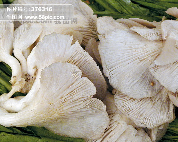 凤尾菇高清图片免费下载_jpg格式_603像素_编