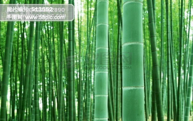 竹子壁纸