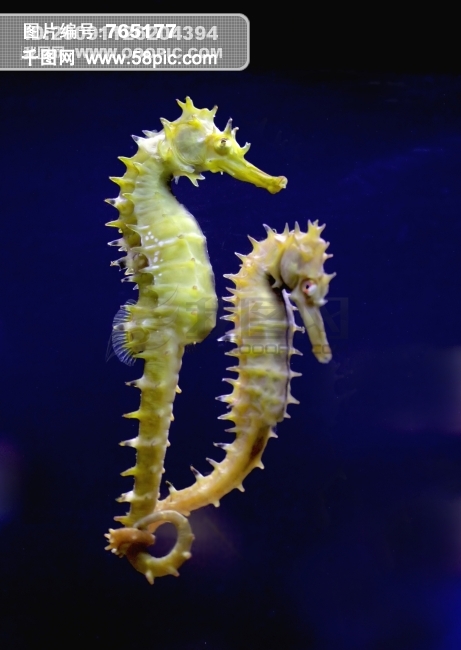 海洋生物 海马