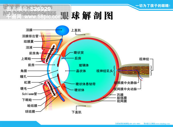 当前位置: 首页 平面广告 卡通/插画 卡通动物 眼球解剖图