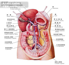 人体器官图psd源文件图片免费下载-千图网ww