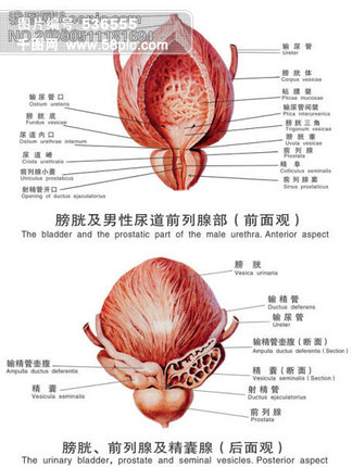 【膀胱】图片免费下载_膀胱素材_膀胱模板