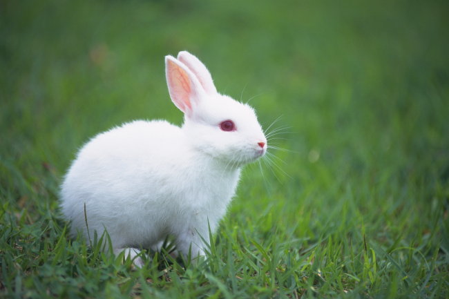 动物 兔子 小兔 小兔图片 小兔