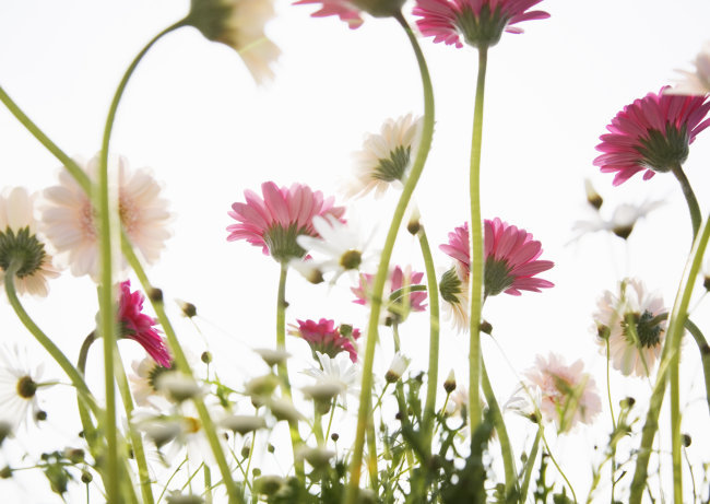 首页 高清图库 图片素材 自然/风景 >高清图库素材 阳光鲜花 千图网