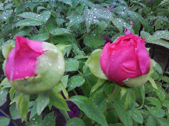 含苞未放的牡丹