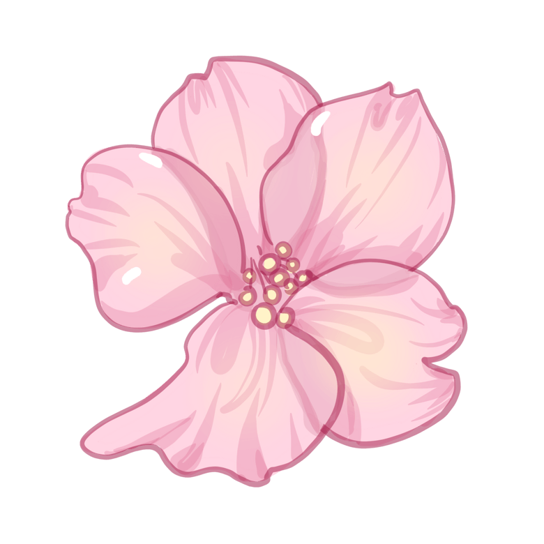 一朵盛开的樱花插画