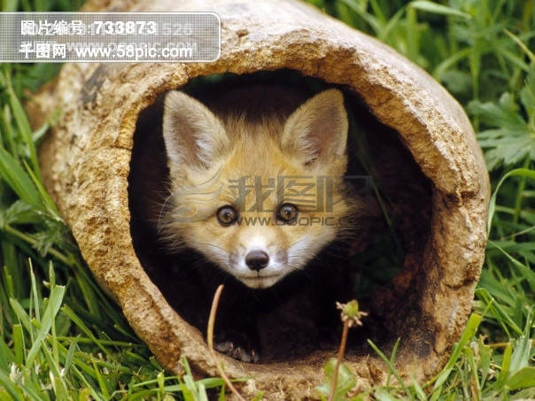 动物桌面壁纸设计图免费下载_1600像素_jpg格式_编号733873-千图网