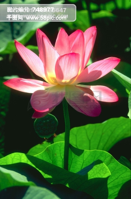 荷花莲叶模板免费下载_jpg格式_2044像素_编号748977-千图网